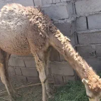 شتر|حیوانات مزرعه|ریگان, |دیوار