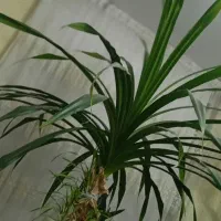 گل پاندانوس|گل و گیاه طبیعی|تهران, صد دستگاه|دیوار