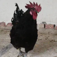 مرغ وخروس لاکندزی و ...|حیوانات مزرعه|شیراز, غدیر شمالی|دیوار