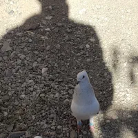 شامی مصری گم شده