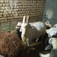 نر بز سانن|حیوانات مزرعه|فریدونشهر, |دیوار