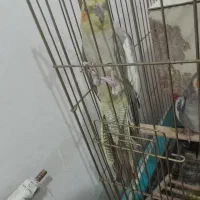 یک جفت عروس مولد با تخم