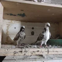 نر ماده پشت چشمیشی