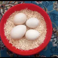 تخم نطفه دار برهما و لاری موجوده