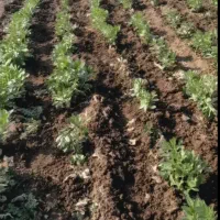 وجین باقلا و سیب زمینی  کرایه