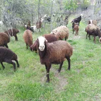 شیر گوسفند و بز