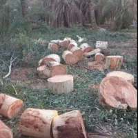 خرید وبرش انواع درختان|خدمات باغبانی و درختکاری|اهواز, زیتون کارمندی|دیوار