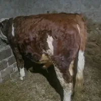 فروش گوسالە نر تخمی