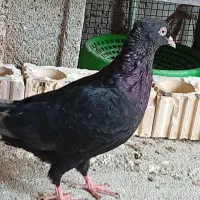 کبوتر آبادانی|پرنده|بوشهر, |دیوار