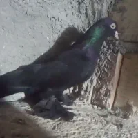 کبوتر قره مایل  اویناخ شدید