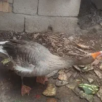 سلام.مرغ.خروس.غاز|حیوانات مزرعه|شادگان, |دیوار