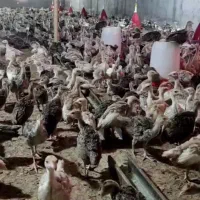 جوجه بوقلمون 35روزه