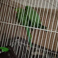 طوطی شاه ملنگو یک جفت طوطی گرینچیک یک جفت|پرنده|بیرجند, |دیوار