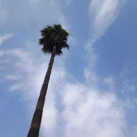 طبیعت گردی و پیاده روی