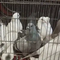 کفتر سرحال فروشی