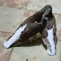 قیرمیزی سیاه ( شیخی ) نقش و جوان نر و ماده|پرنده|تبریز, |دیوار