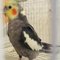 عروس هلندی نر آهویی رام و سخنگو|پرنده|ساری, |دیوار