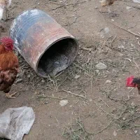 مرغ تخم گذار