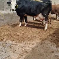 گاو‌جوان‌شش‌دندان‌گوساله‌نر‌25‌کیلو‌شیر