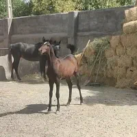 فروش کره مادیان ۷ماهه
