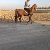 نریان عرب مصری دو سر