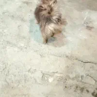 سگ گمشده|حیوانات|ملایر, |دیوار