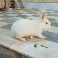 خرگوش فروشی