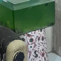 اکواریوم سالم چسبی نیست یک دست هست
