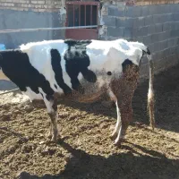 گاو شکم اول|حیوانات مزرعه|طاغنکوه, |دیوار