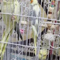 عروس هلندی|پرنده|گلستان (تهران), |دیوار