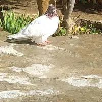 کبوتر کله سرخ