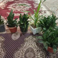 فروش گل|گل و گیاه طبیعی|بیستون, |دیوار