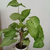 گل اپارتمانی و حیاط