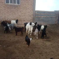بزکهره دار