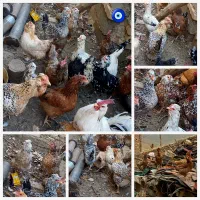 تخم مرغ نطفه دار گلین لری|حیوانات مزرعه|شهرکرد, |دیوار