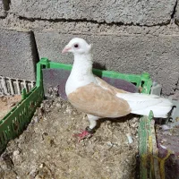 دوکت پلاکی کاکلی