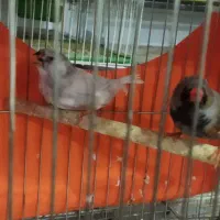 فنج شارکول وانگلیسی