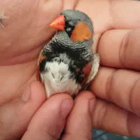 فنچ|پرنده|بندرعباس, |دیوار