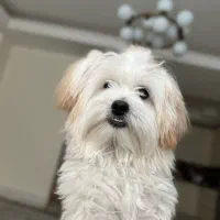 واگذاری سگ|سگ|نسیمشهر, |دیوار