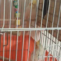 پررند|پرنده|ری, شهرک نظامی|دیوار