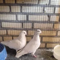 کبوتر|پرنده|دلیجان, |دیوار