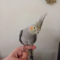 عروس هلندی جفت مولد کاملا دستی|پرنده|تهران, گرگان|دیوار