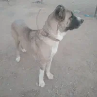 سگ گله خراسانی|سگ|قم, پردیسان|دیوار