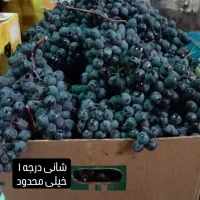 انگور شانی..انگور شرابی سردشت کردستان