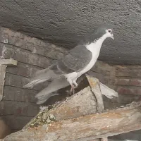 کبوتر کفتر|پرنده|زرند, |دیوار