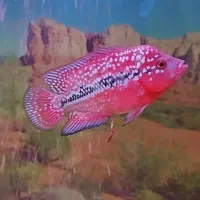 ماهی فلاور سوپر رد کامفا|ماهی|کرج, حصارک پایین|دیوار