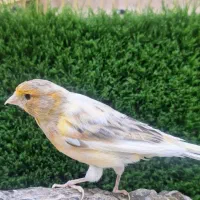 قناری|پرنده|ساوه, |دیوار