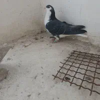 ساده نر پرشی|پرنده|بجنورد, |دیوار