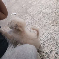 سگ پاکوتا|سگ|کازرون, |دیوار