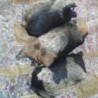 هیز جاروغن  چندتاموجوده